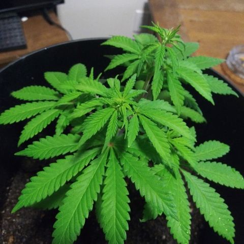Super Mug growlog timeline photo