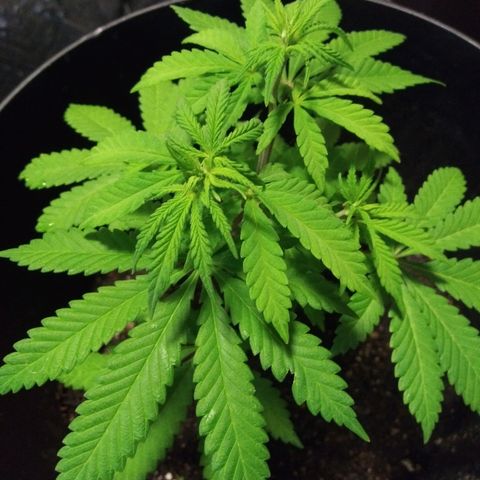 Super Mug growlog timeline photo