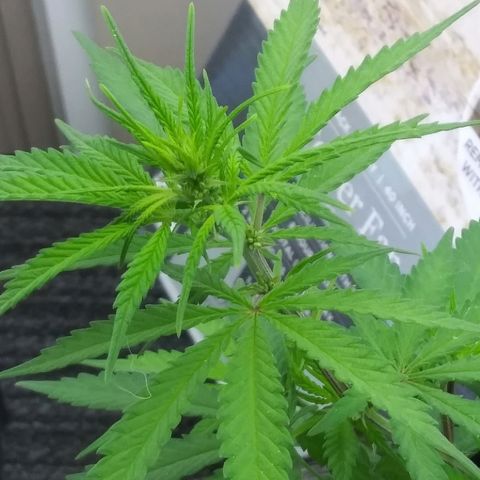 Super Mug growlog timeline photo