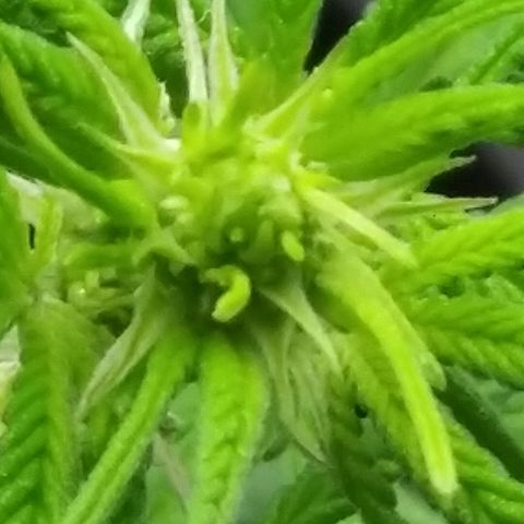Super Mug growlog timeline photo