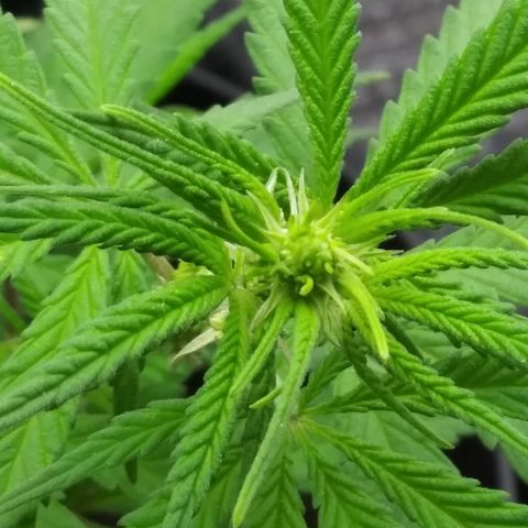 Super Mug growlog timeline photo