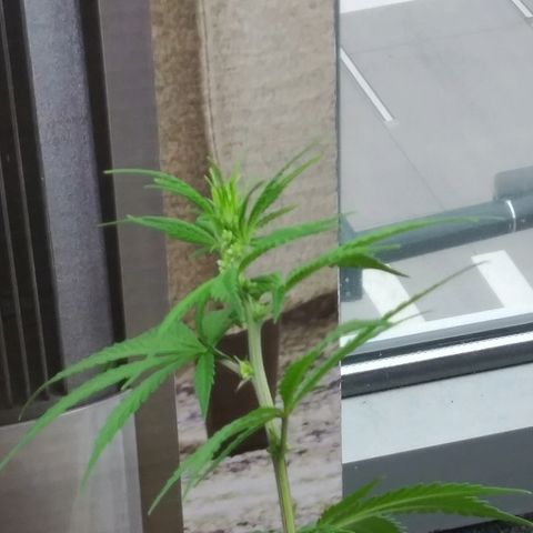 Super Mug growlog timeline photo