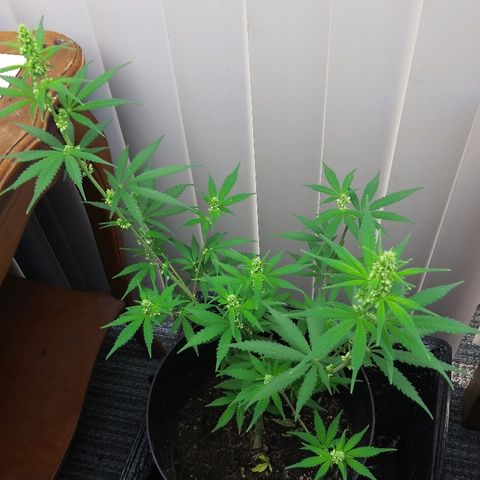 Super Mug growlog timeline photo