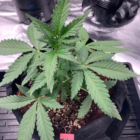 Buttercup growlog timeline photo