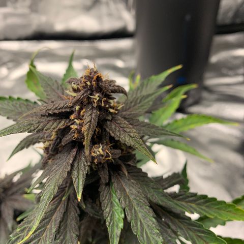 Bella growlog timeline photo
