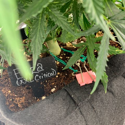 Eliza growlog timeline photo