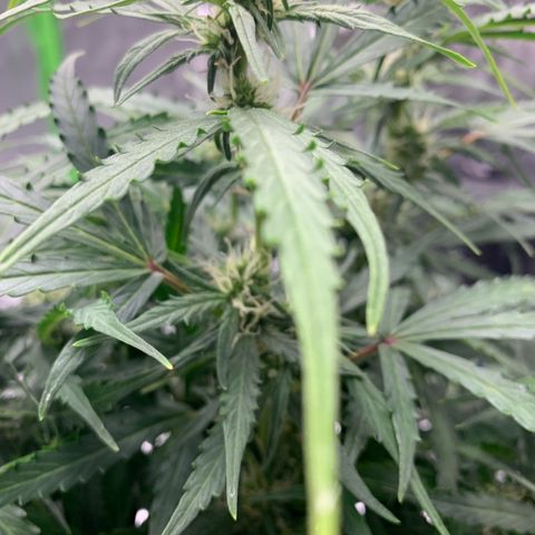 Eliza growlog timeline photo