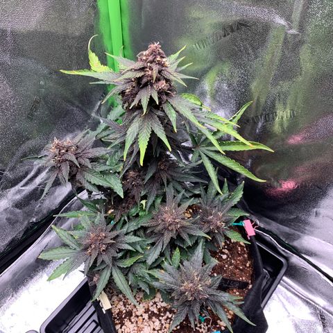 Bella growlog timeline photo