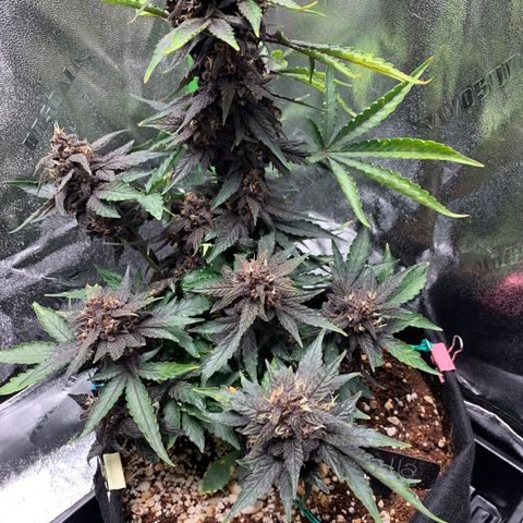 Bella growlog timeline photo