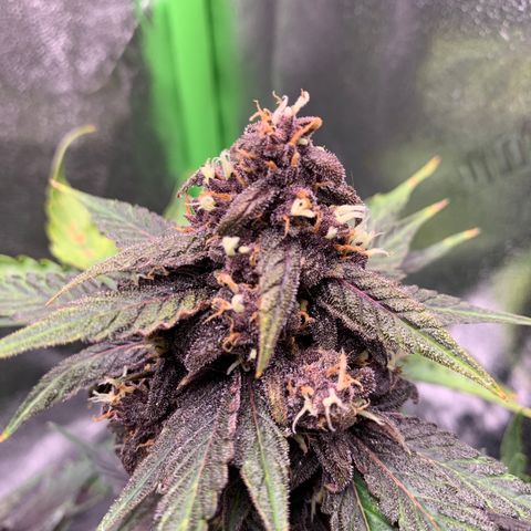 Bella growlog timeline photo