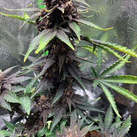 Bella growlog timeline photo