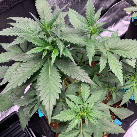 Buttercup growlog timeline photo