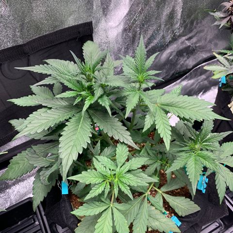 Buttercup growlog timeline photo