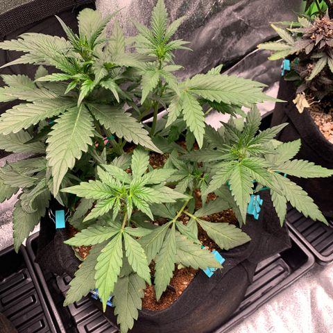 Buttercup growlog timeline photo