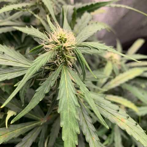 Eliza growlog timeline photo