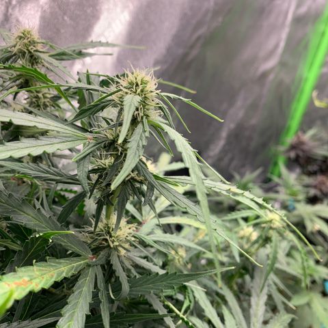 Eliza growlog timeline photo