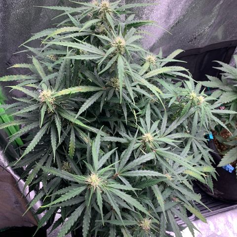 Eliza growlog timeline photo