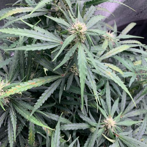 Eliza growlog timeline photo