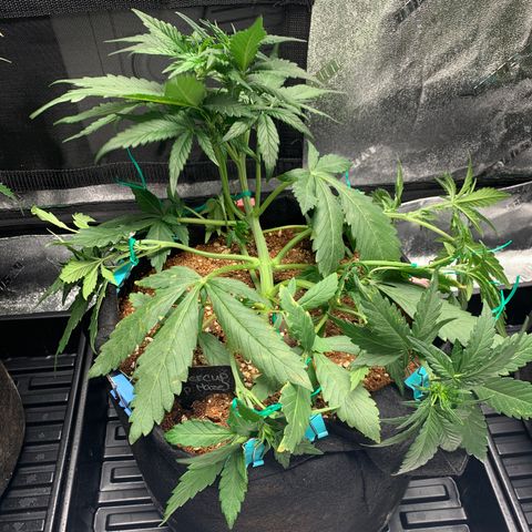 Buttercup growlog photo: Second LST