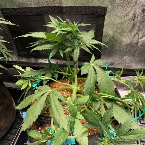 Buttercup growlog timeline photo