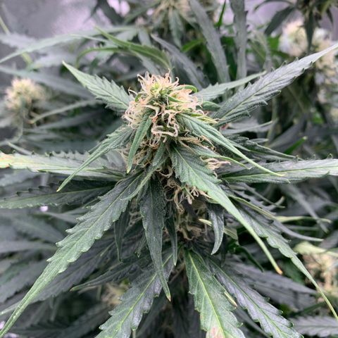 Eliza growlog photo: Some calcium deficiency, trimmed affected leaves
