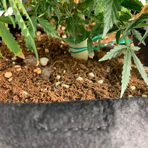 Eliza growlog photo: Some calcium deficiency, trimmed affected leaves