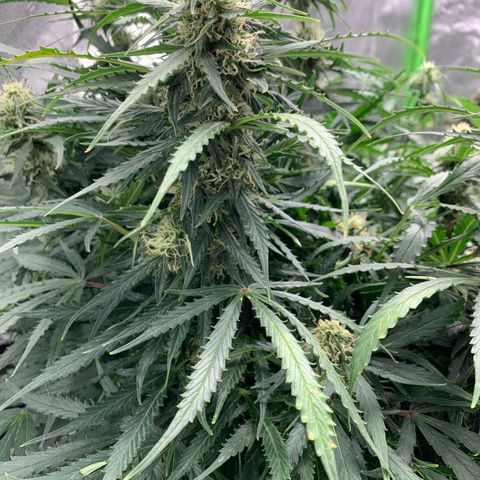 Eliza growlog photo: Some calcium deficiency, trimmed affected leaves