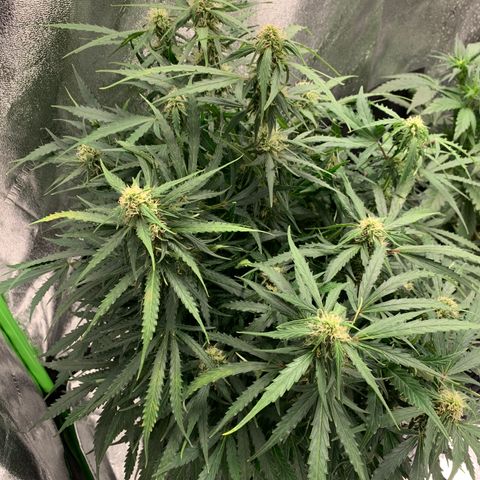 Eliza growlog photo: Some calcium deficiency, trimmed affected leaves