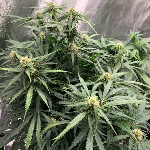 Eliza growlog photo: Some calcium deficiency, trimmed affected leaves