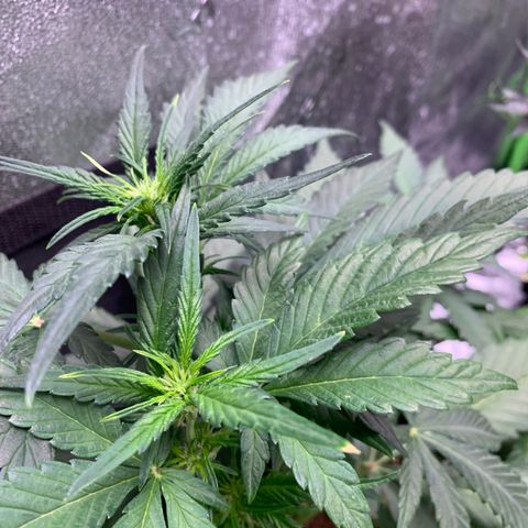 Buttercup growlog timeline photo