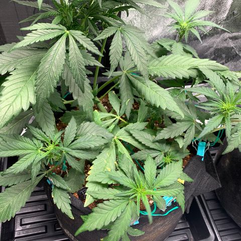 Buttercup growlog timeline photo