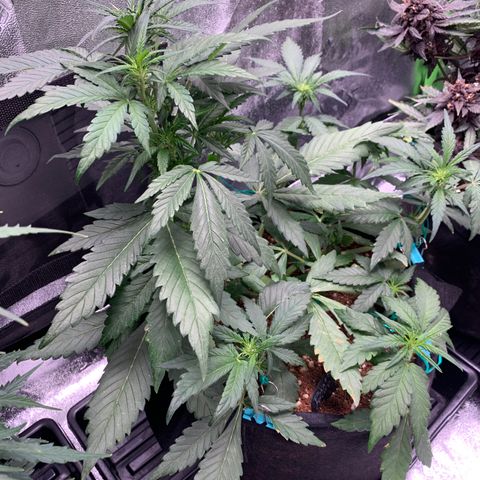 Buttercup growlog timeline photo