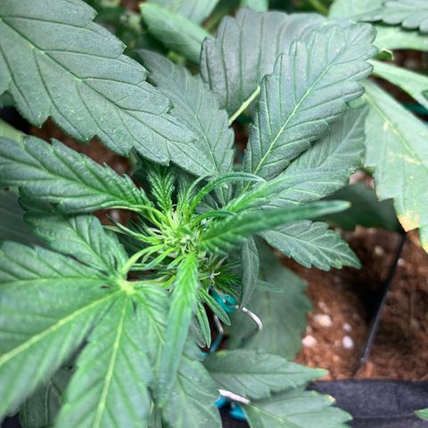 Buttercup growlog timeline photo