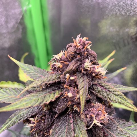 Bella growlog photo: Some nitrogen toxicity, will lower floragro and micro feeding to 1/2 TBS per 2 gallon