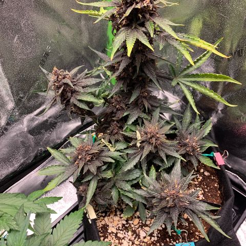 Bella growlog photo: Some nitrogen toxicity, will lower floragro and micro feeding to 1/2 TBS per 2 gallon