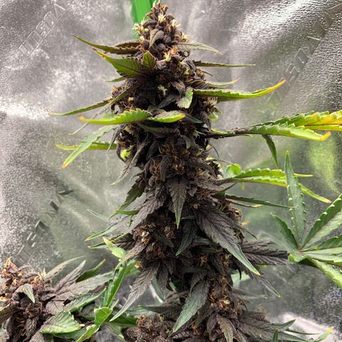 Bella growlog photo: Some nitrogen toxicity, will lower floragro and micro feeding to 1/2 TBS per 2 gallon