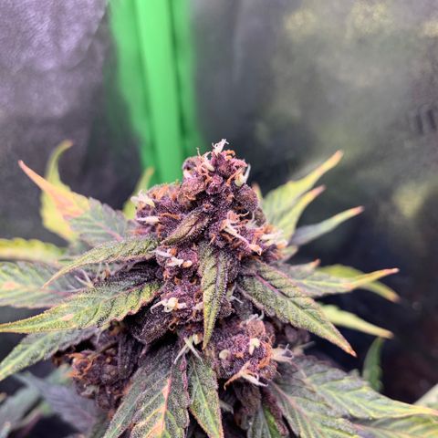 Bella growlog timeline photo