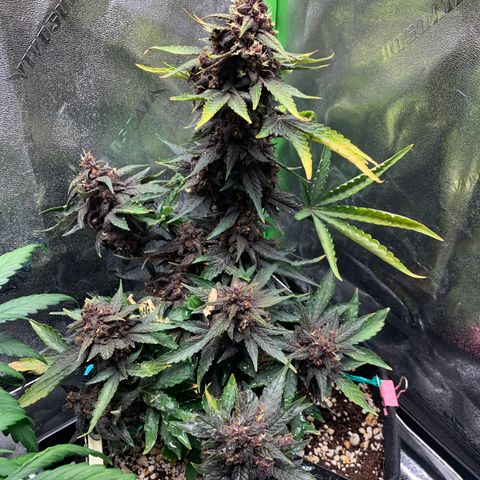 Bella growlog timeline photo