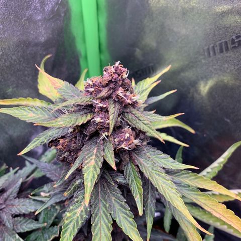 Bella growlog timeline photo