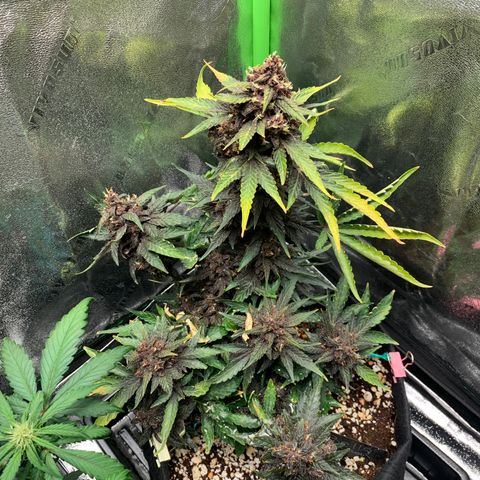 Bella growlog timeline photo
