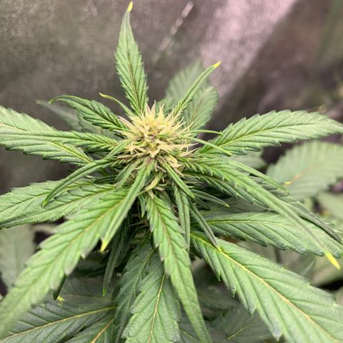 Buttercup growlog timeline photo