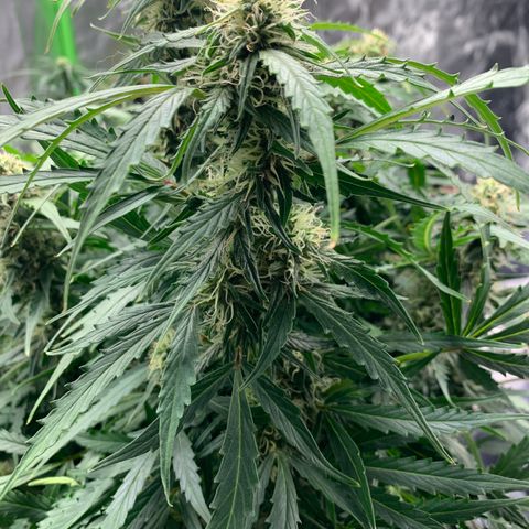 Eliza growlog timeline photo