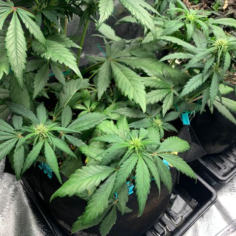 Buttercup growlog timeline photo