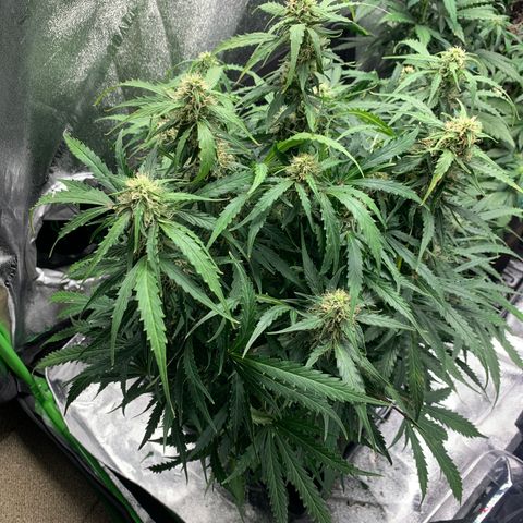 Eliza growlog timeline photo