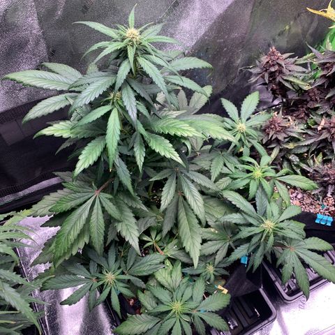 Buttercup growlog timeline photo