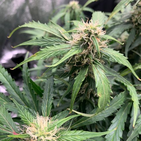 Eliza growlog timeline photo