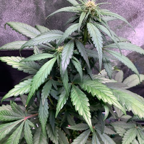 Buttercup growlog timeline photo