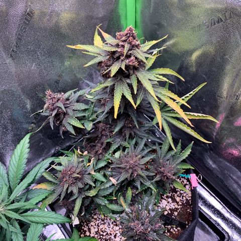 Bella growlog timeline photo