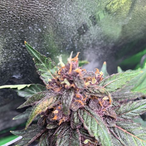 Bella growlog timeline photo