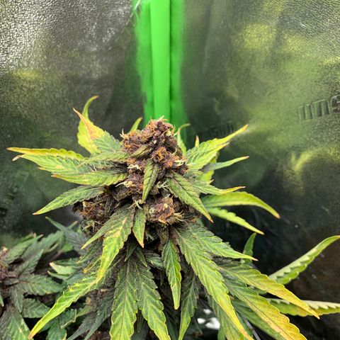 Bella growlog timeline photo
